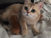 British Shorthair Golden Dişiler