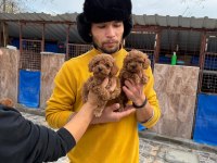 Sevgi dolu ailelerimiz için poodle bebekler