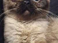 Exotic shorthair chocolate point