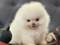 Show kalite pomeranian bebekler