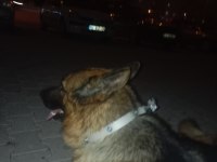 K9 Alman Kurdu