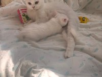 British Shorthair Ücretsiz