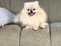 Pomeranian show class 