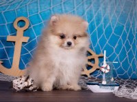 Pomeranian spitz