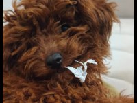 Toy poodle dişi yavru 7 aylık