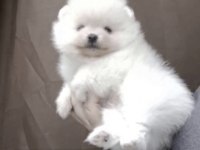 Pomeranian Boo Köpeği