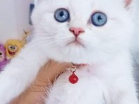 Acil sahiplendirme kedi