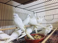 Sultan papağanı full evcil