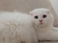Uyguna Brittish Longhair Acil 6 Aylık Erkek