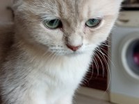 SAFKAN BRİTİSH SHORTHAİR DİŞİ YAVRUMUZ