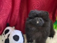 Pomeranian Black yavrularımız teslime hazır