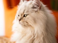 11 aylık kızıma çiftleştirmek için erkek kedi arıyorum