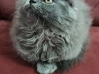 Kızımıza yeni yuva arıyoruz scottish fold