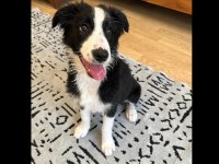 Şecereli safkan border collie