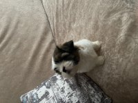2.5 aylık yorkshire terrier mila