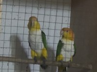 Hazır takım portakal caique