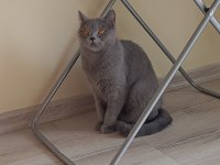 British shorthair 2 yaşında