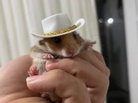 Küçük kovboy hamster
