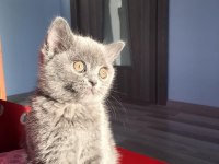 SAFKAN KÜL RENGİ YAVRU SCOTTİSH