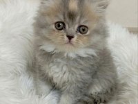 Peluş oyuncak british longhair bebeğim