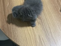 Scottish fold kedisi