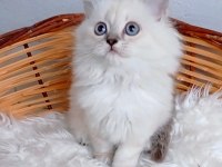 Safkan muhteşem british longhair yavrularım