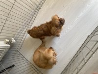 5 aylık çin pekinezi