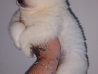 Samoyed yavrularımız ırk garantilidir