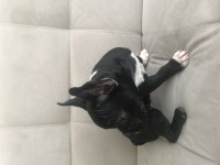 French bulldog yavrumuz