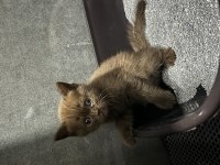 British shorthair yavrularımız yeni yuvalarını bekliyor