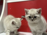 Lynx Point British Shorthair Yavrular