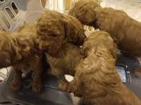 Poodle yavrucuklar