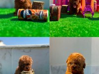 Üst Kalite Bardak Boy Toy Poodle Yavrularımız