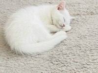British shorthair erkek yavru çok akıllı