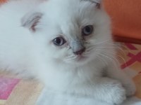 Scottish fold yavrularımız