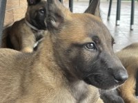 Malinois yavru köpekler