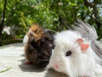 Sevinli guineapig
