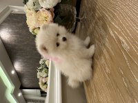 Pamuk pomeranian yavruları