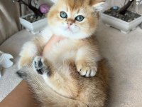 British shorthair golden ny11 kardeş