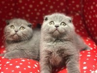 SCOTTISH FOLD GRİ YAVRULARIM 