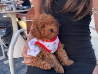 Kore Poodle 2 Aylık