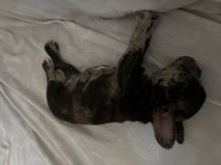 FRENCH BULLDOG 47 GÜNLÜK