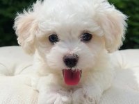 Nadir renk havanese bebekler