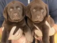 REFERANS YAVRU LABRADOR