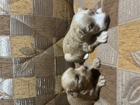 Terrier yavrular