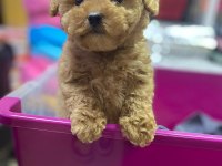 RED BROWN A KALİTE ORJİNAL TOY POODLE YAVRULAR