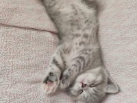 British shorthair sağlıklı güzel bakılmış yavrular