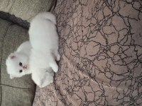 Safkan british longhair dişi erkek 1 buçuk aylık