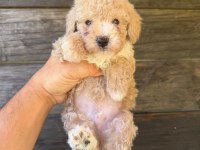 Çift renk özel kore maltipoo yavrular 