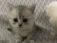 Scottish fold ( kırık kulak ) british ( dik kulak )
